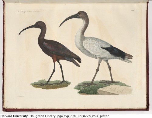 Wilson, Alexander, 1766-1813. American ornithology; or, The natural history of the birds of the Unit