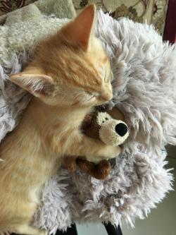 awwww-cute:  Cheeto and his favorite bear