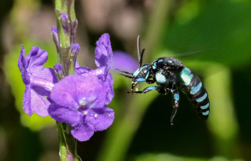 onenicebugperday:Neon cuckoo bee, Thyreus nitidulus, Apidae, found in Australia and north into 