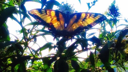 shelovesplants: Really love these photos Bc the way the sun is shining makes her wings looks transpa