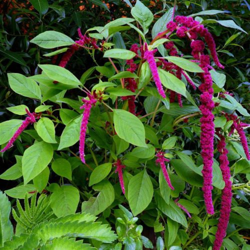 Edible - Amaranthus.