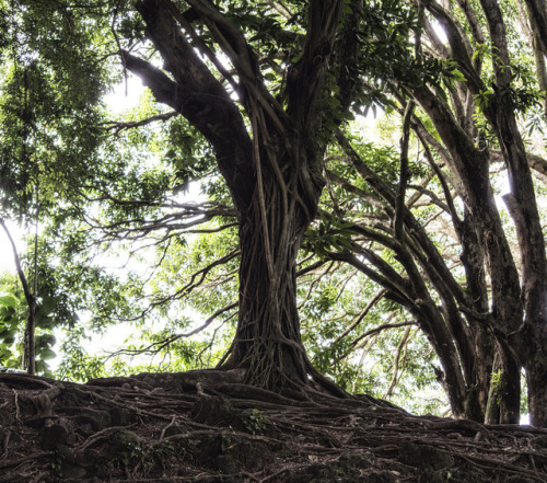 Overtaking Banyan