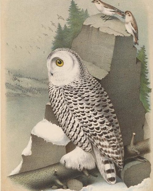 muspeccoll:histsciart:#SnowyOwl (Bubo scandiacus) is ready for the #LibrariesofInstagram January cha