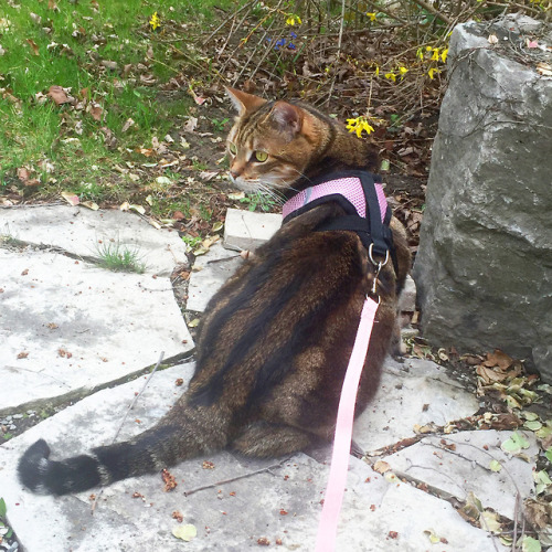 raejin99:pangur-and-grim:Grim’s harness training is going well! after pawing at the screen door for 