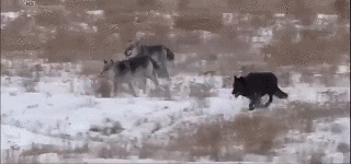 thatwanderinglonewolf:  Wolf Pack [X]