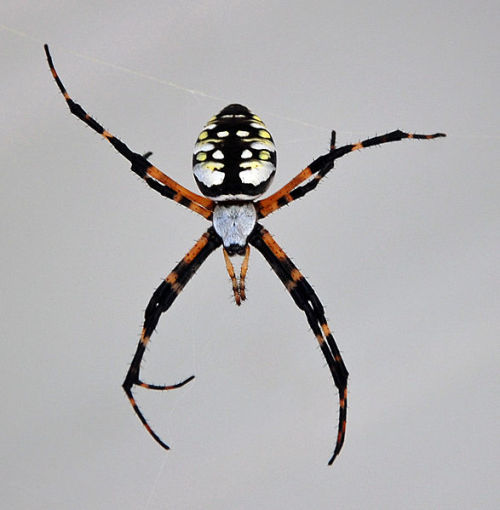 astronomy-to-zoology:  Black-and-Yellow Garden Spider (Argiope aurantia) Also known as the garden spider, corn spider, or writing spider, Argiope aurantia is a species of Orb-weaving spider (Araneidae) which is widely distributed throughout North and
