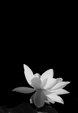 LIFE : &hellip;&hellip;now i know the secret of the Lotus FlowerLT