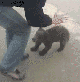 Vicious bear attack