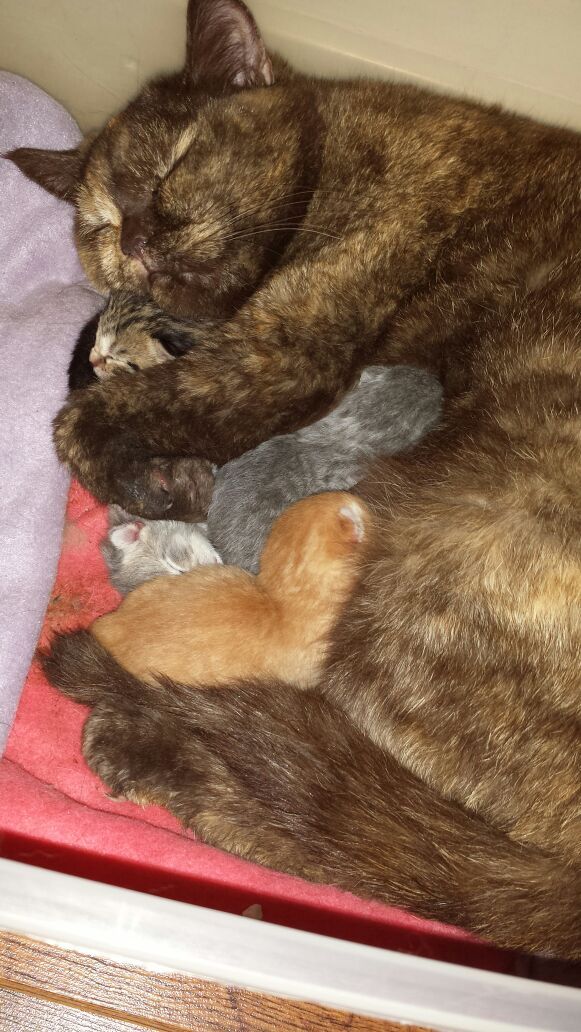 worldofthecutestcuties:  My cat gave birth today. She cuddles them and looks so content!