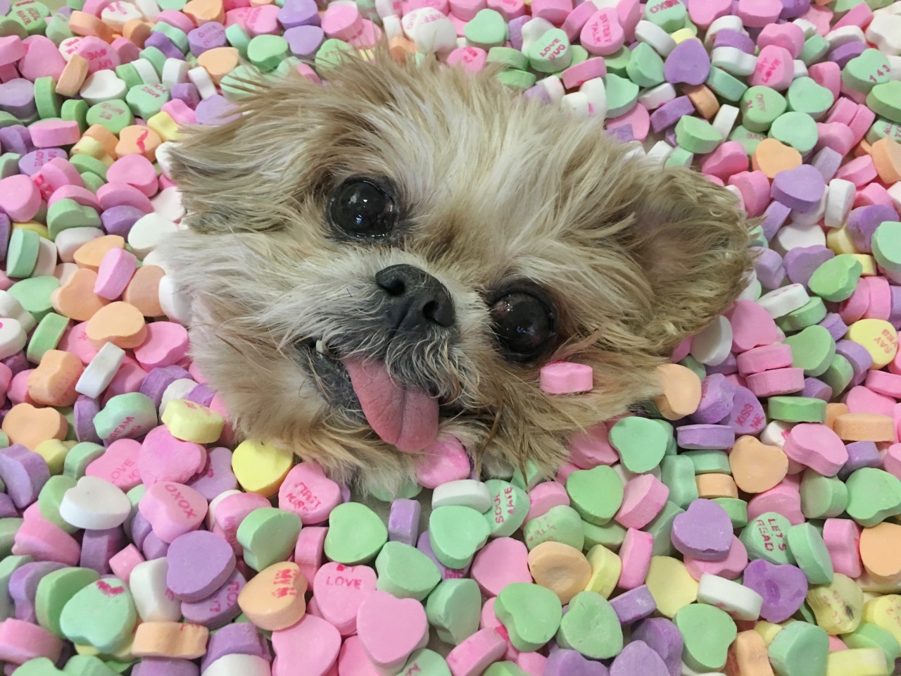 marniethedog:  Be mine