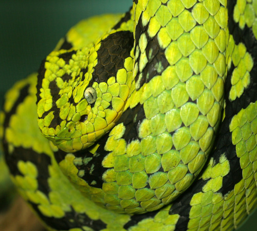 reptilefacts:astronomy-to-zoology: Guatemalan Palm Viper (Bothriechis aurifer)Also known as the Yell