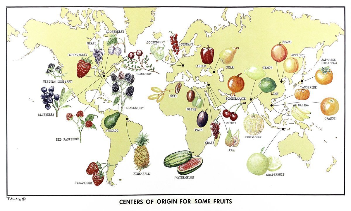 Плодовое карта. Карта овощей. Карта овощей и фруктов. Карты с фруктами. Центры происхождения культурных растений карта.