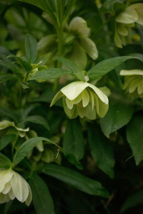 Vintage pink and chartreuse faded winter hellebore add their charm amid the tall arching stems of th