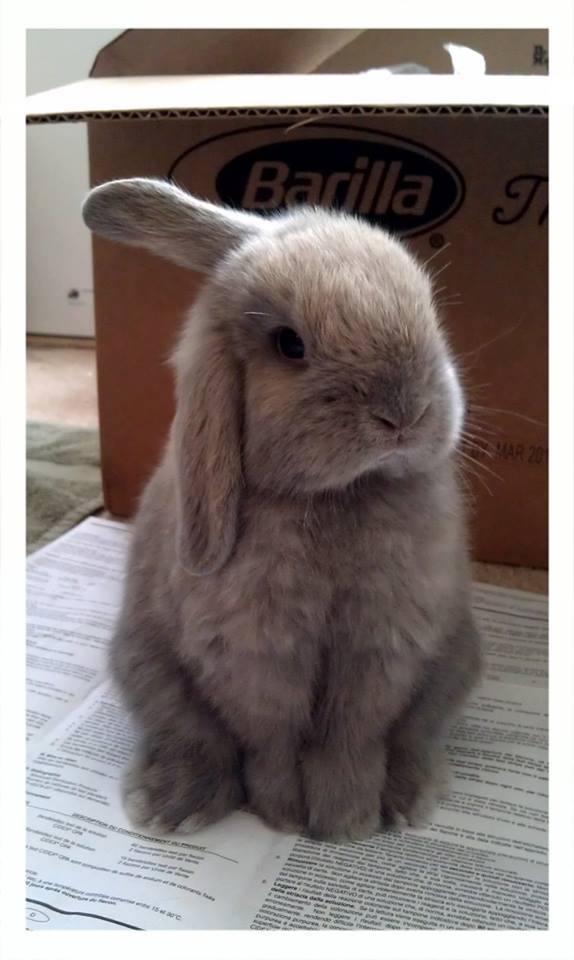 awwww-cute:  Bunphrey Bogart is my homeboy