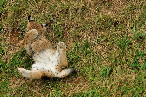 bigcatkingdom:  Eurasian Lynx Kitten (by Ami 211) 