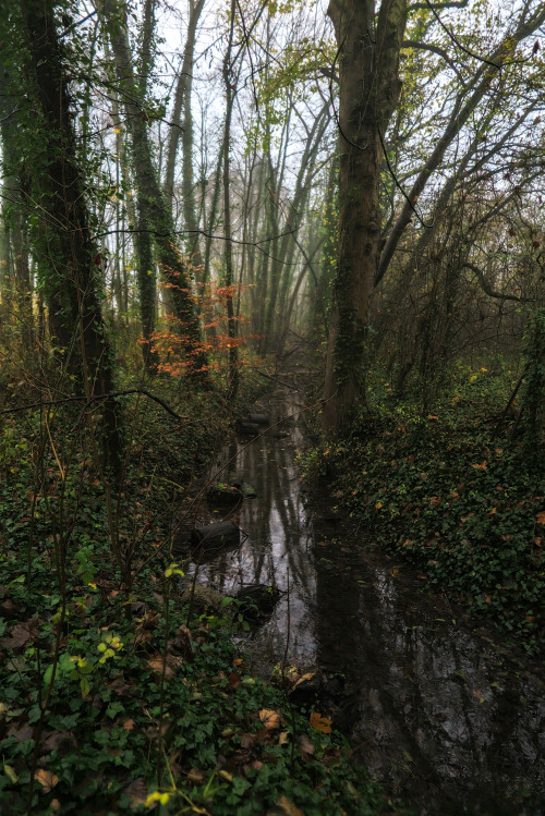 ambermaitrejean:Late November in Ivy Woods. Photo by Amber Maitrejean