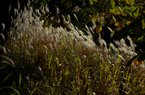 memoryslandscape:Rima Dadenji, a study in light and sound of waves, 2016