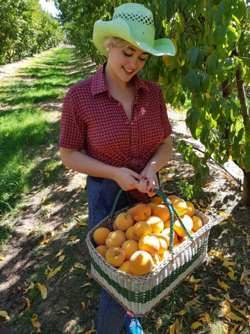 stefaniaferrario:Collecting peaches in Cobram Peachjack X3