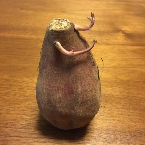 ‏@sigo_kun♪おいもだよ アソレ おいもだよPotato dance