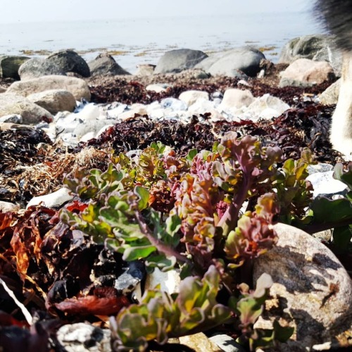 Sea Kale (Crambe maritima), a fine example of a halophyte.