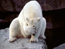 animal-factbook:  Here we have a polar bear who is suffering from second-hand embarrassment. This usually happens when they see their friend miss an easy jump from iceberg to iceberg, or when their friend fails at asking another polar bear out on a date.