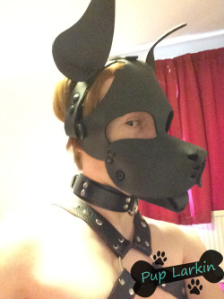 puplarkin:  I may, or may not, have been messing around taking selfies ^^  Love your Woof pup hood :) 