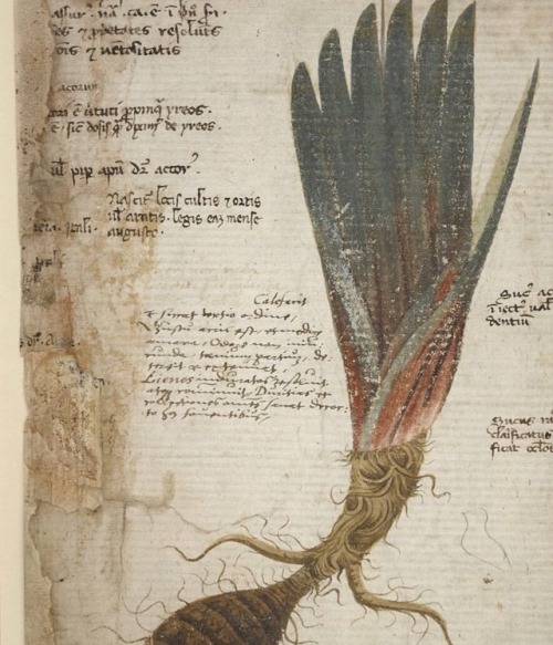 This detailed, stylized depiction of the root system of an iris plant is from an herbal created by A