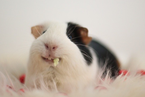ginnypants:  when people say they don’t like or are scared of guinea pigs, I’m just like how could you possibly have a problem with them  they’re fluffy round happy potatoes  they just sleep and eat and poop all day, got no cares in the world  they’ve