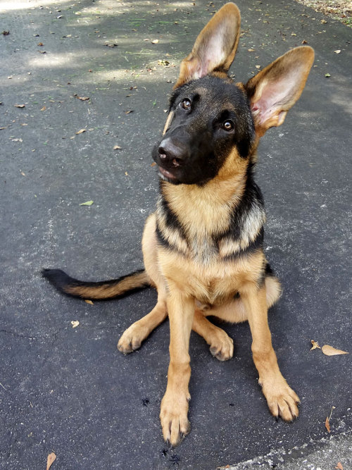 germanshepherddogs:  mainenaturegreyhounds:  That’s not a Greyhound…That’s Rocko: What can I say, I fell in love with Rocko while visiting with Mom, in Florida. Rocko belongs to Mom’s neighbor, Joe, and is a gorgeous 4 month old German Shepherd