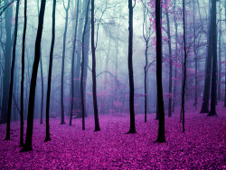 e4rthy:  Enchanted Forest by Elise 