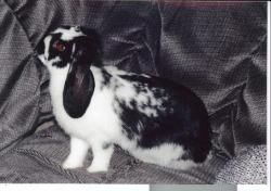 Courtneyhippo:  2001: This Is Treddy. One Of My First Bunnies. She Looks A Lot Like