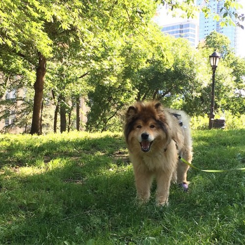 Suki, you’re a fine girl (at Fort Greene Park)