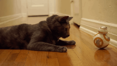 gifsboom:  Mochi the Cat Meets BB8 from Star Wars: The Force Awakens. [video][Scott