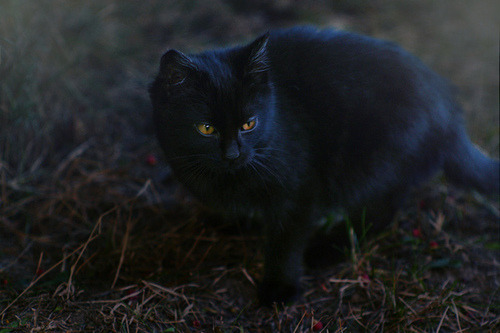 owls-n-elderberries:Royal, black and blue by *Nishe on Flickr.