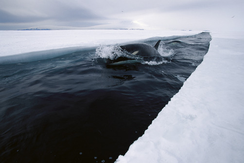 thelovelyseas:  Orca or Killer Whale (Orcinus orca) travels down opening leads of