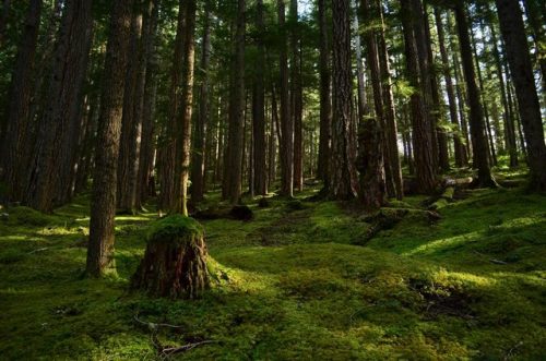 haleywillner: Quiet Morning || Elwha Valley, WA || Photography by Haley Willner -please do not remov