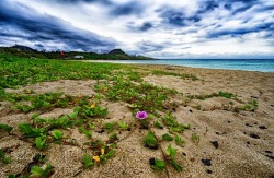 socialfoto:Beach Flower by melovesushi #SocialFoto