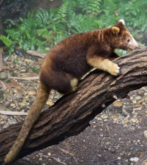 bestianatura:  The  Tree Kangaroo can be porn pictures