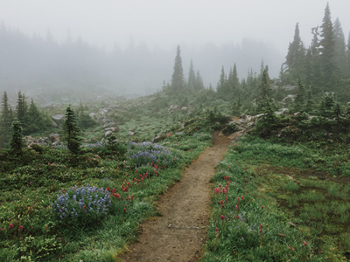 kevinruss:new iphone print: washington wildflower fog