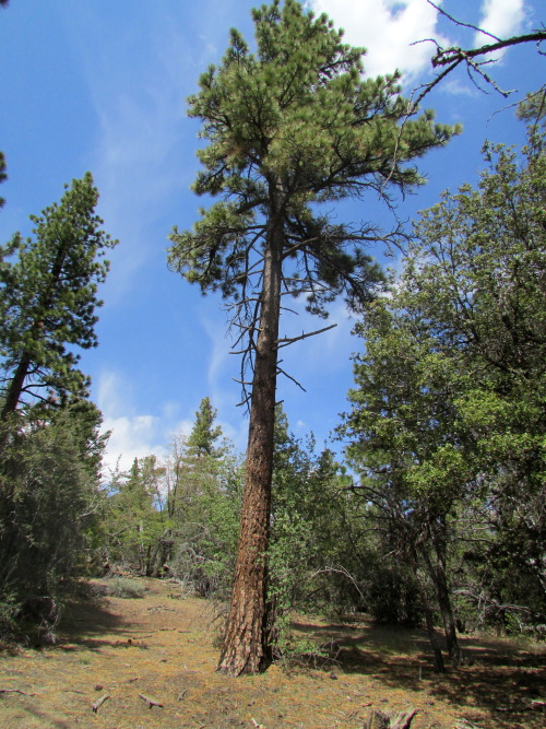 letsbeforestfriends:  Original Photography by Letsbeforestfriends