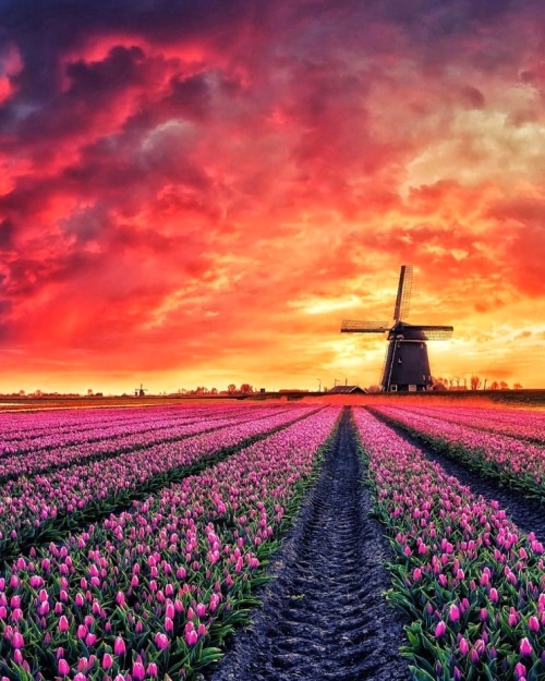 Fiery Sunset over Tulip Fields and Dutch windmills in Netherlands