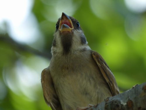 town-sparrow: スズメ　Eurasian tree sparrowTown Sparrow ～ 街のすずめ　ArchiveTown Birds ～ 街の鳥  Archive