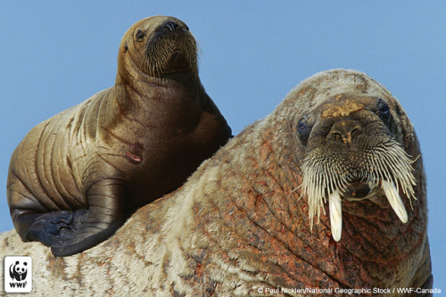 dynamicoceans: Atlantic Walrus Mother and Baby by World Wildlife Fund on Flickr.