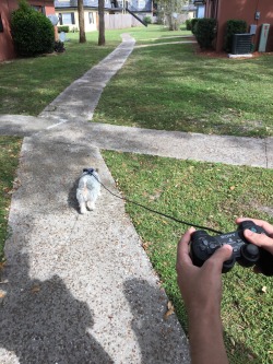 thebestoftumbling:    We found a dog and had to improvise a leash  