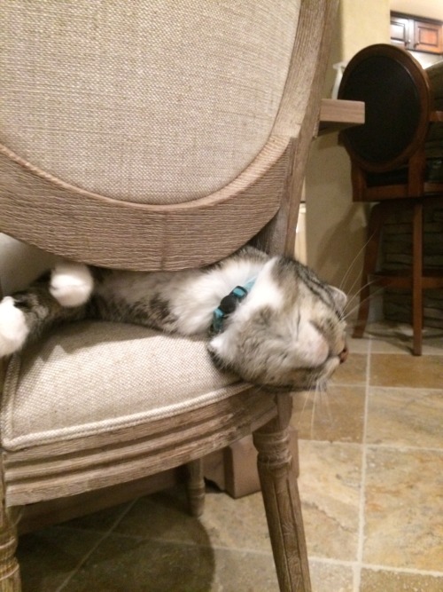 butwilltherebekitties:if you give a kitty a chair…{she will go craaaay}