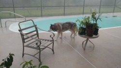 Dummy decided to go on a quiet stroll around the backyard during a downpour. Huskies do what they want.  It eats me alive everyday that I&rsquo;m not there for him during these last years of his life. It&rsquo;s better for him to live with my mom than