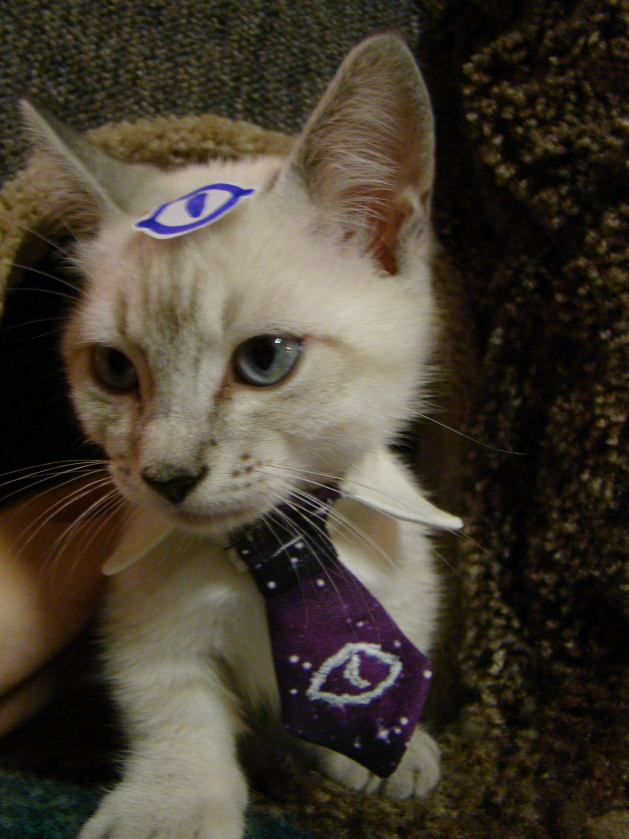 thevvioletprince:  identitypollution:  We just made Cecil (our Munchkin kitten) a
