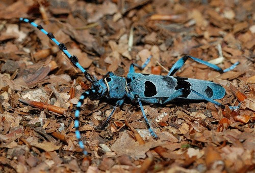 realmonstrosities:The Roslina Longicorn (Rosalia alpina) has the blues!It’s nice to see a Roslina Lo