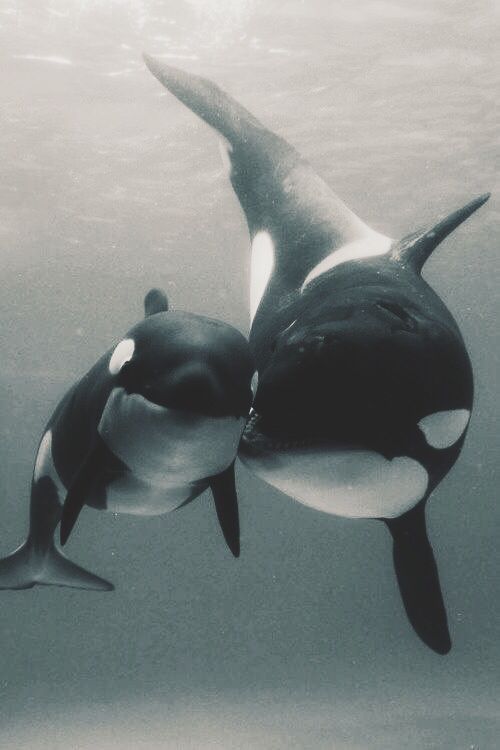 TUMBLR