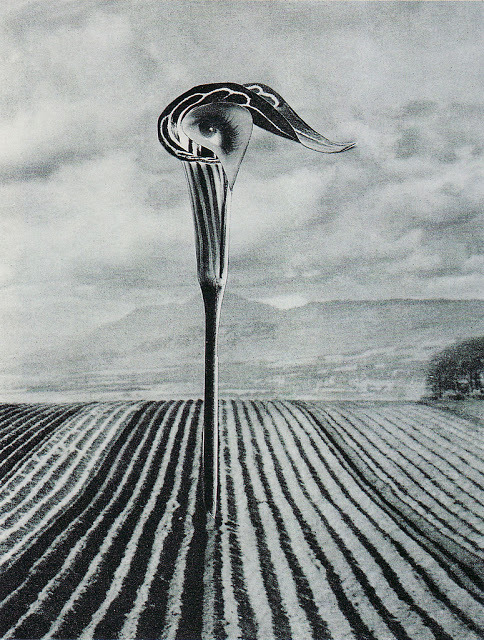 inneroptics:    Karel Teige  